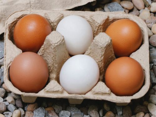 Geflügelhof-Bauernhof Steinert