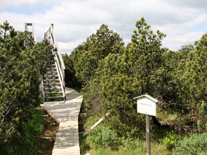 Georgenfelder Hochmoor im Erzgebirge
