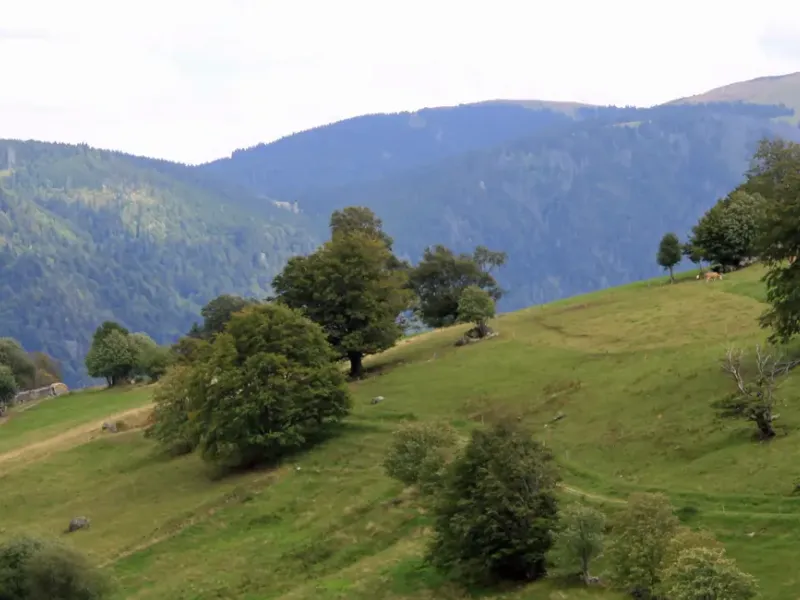 Aussichtsberg Schauinsland