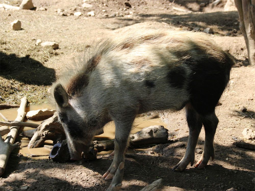 Heimischer Wildschweinfrischling