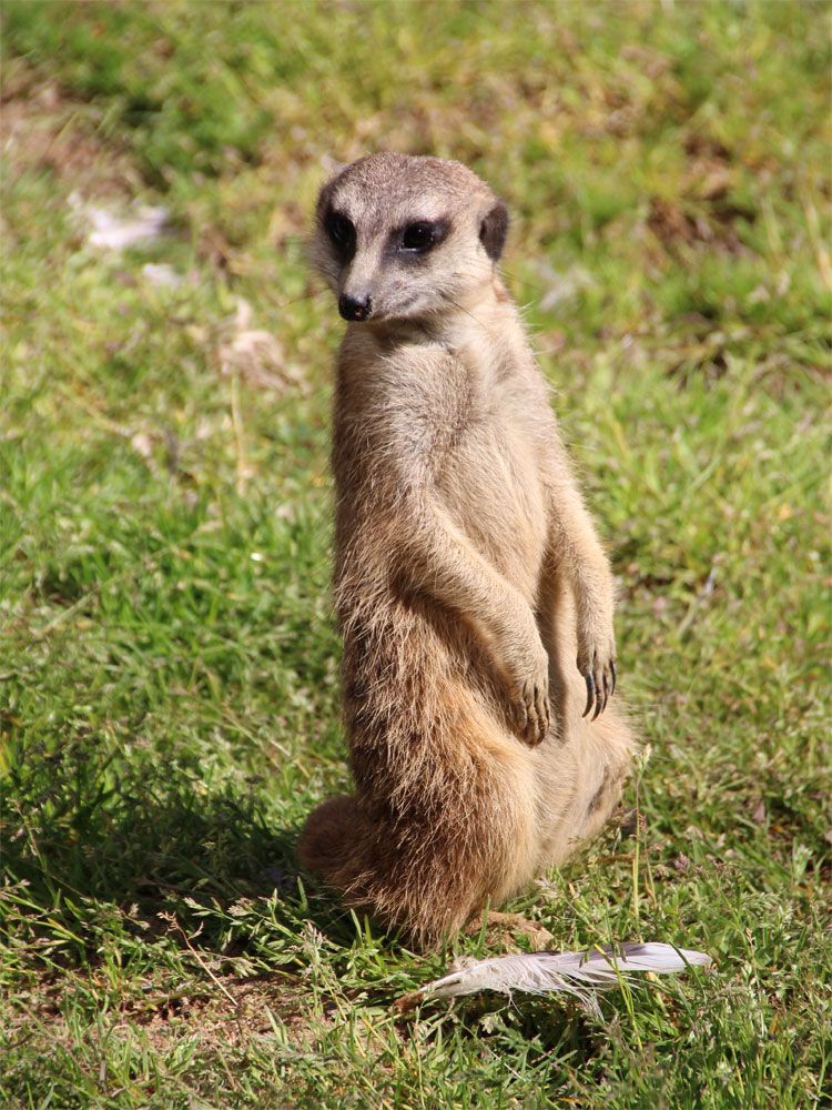 Das wachsame Erdhötmchen