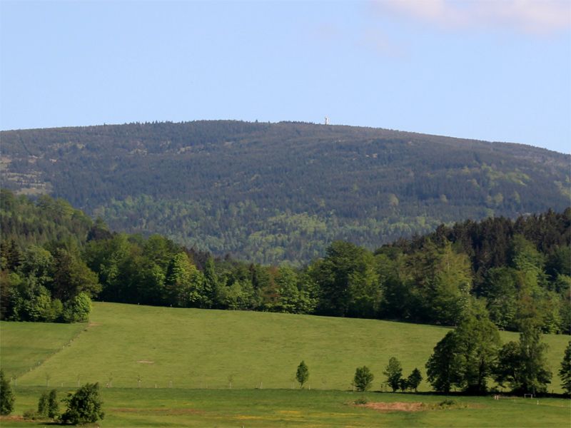 Tafelfichte im Isergebirge / Nordböhmen