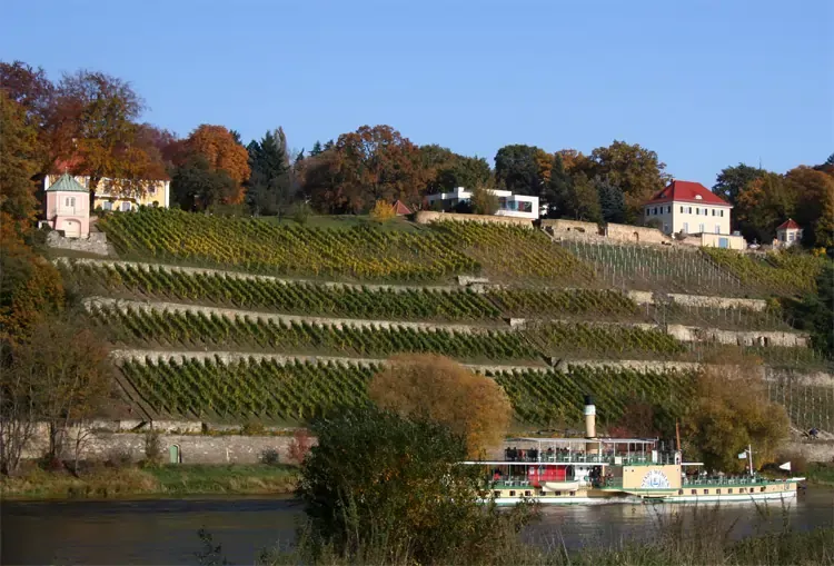 Dinglinger Weinberg