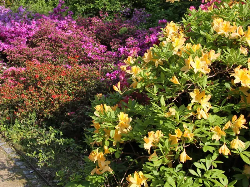 Rhododendrongarten Dresden Wachwitz