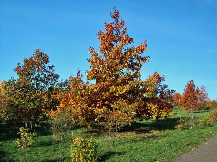 Herbstimpressionen im Tharandter Wald bei Dresden