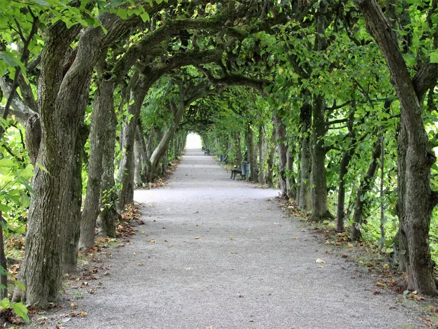 Schlossallee im Schlossgarten Dachau