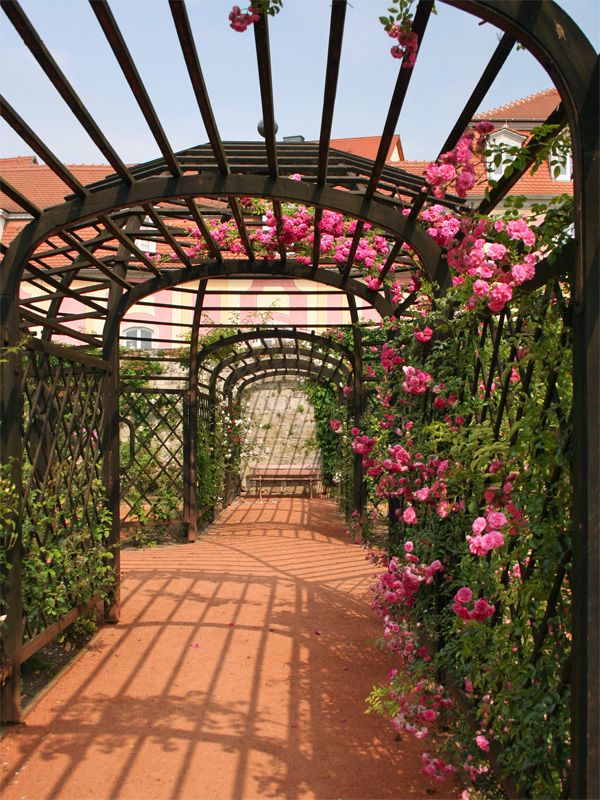 Rosenspalier im Dornburger Schlosspark