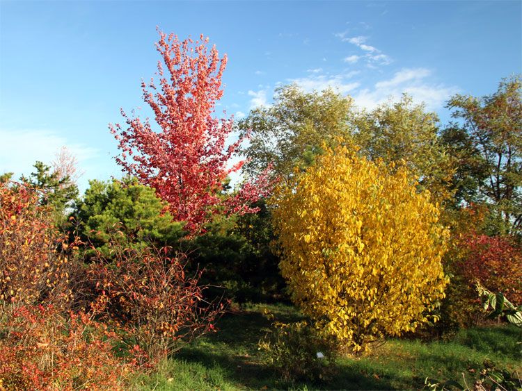 Herbstfärbung im Tharandter Wald