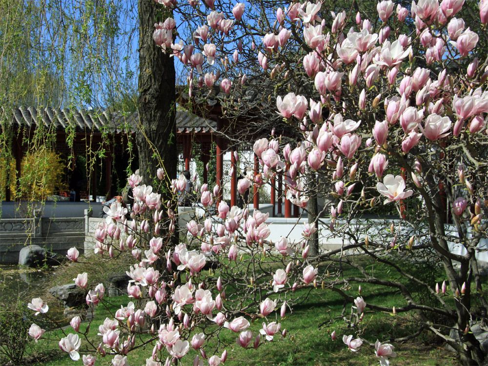 Magnolienblüten im Garten der Welt in Berlin