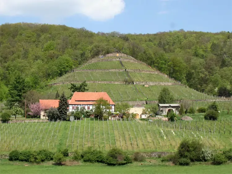 Sächsisicher Weinwanderweg